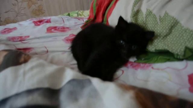 Спящий котенок
