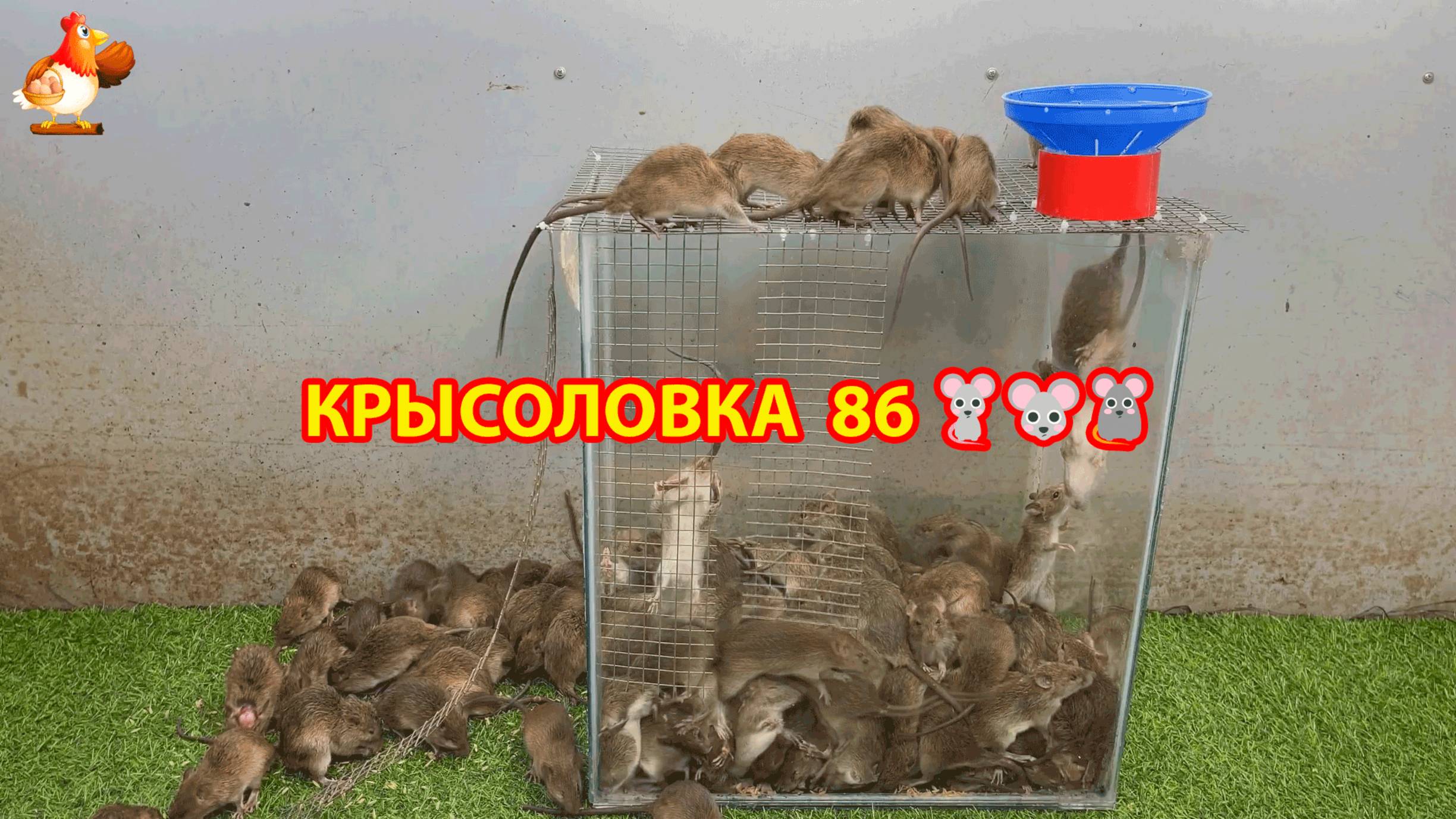 Крысоловка вариант (86) 🐀 Как сделать крысоловку своими руками и поймать кучу крыс 🐀🐁🐀
