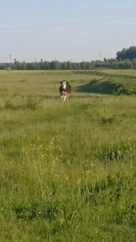 Верх мастерства - первой дома оказаться!