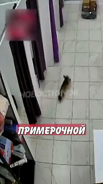 Новостничок (220)