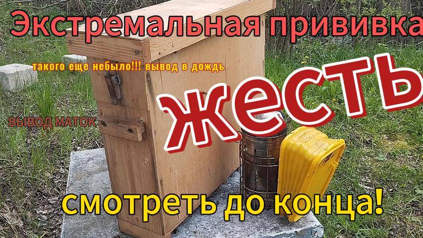 Экстремальный вывод маток #пчелы #пчеловодство