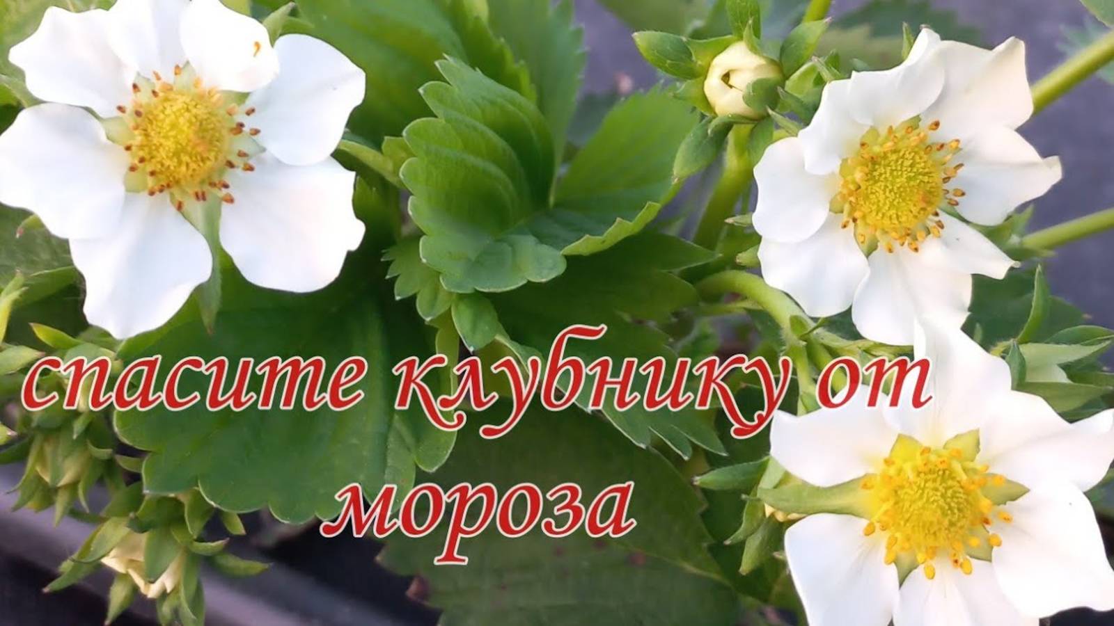 Как спасти клубнику от весенних заморозков.