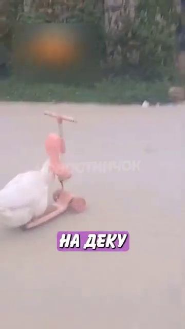 Новостничок (218)