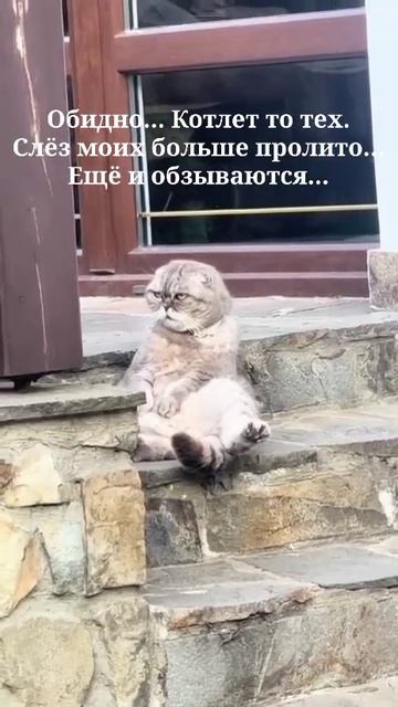 Бедный котейко... 😿