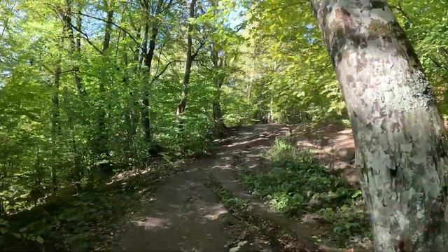 ЛЕС, ГОРЫ, ГРИБЫ, ОРЛИНАЯ ПОЛКА, АДЫГЕЯ