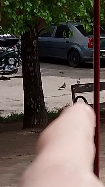 голуби