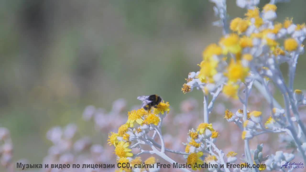 Эти места скрывают тайны - а музыка их раскроет! - Our Ships Line The Ocean Floor -- Nihilore -- Bes