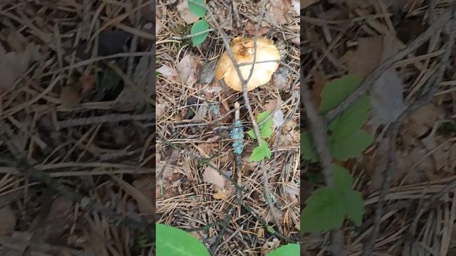 Экскурсия с ботаником Никитой Вершининым по Плехановскому бору в черте города Тюмени часть 1