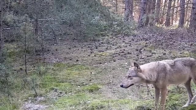 🐺