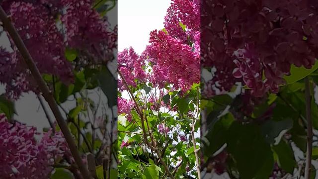19-05-2025 Сирень бывает любых видов  и всегда она прекрасна