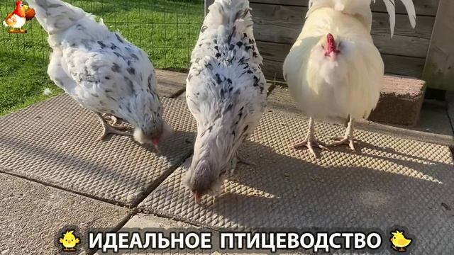 Идеальное птицеводство достойно восхищения 🐓🦆🦢🦚🦃🐔 эпизод (219)