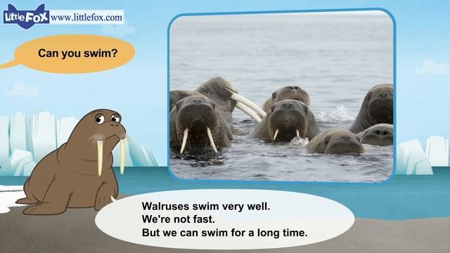 Meet the Animals 8 _ Walrus _ Wild Animals _ Little Fox _ Animated Stories for K