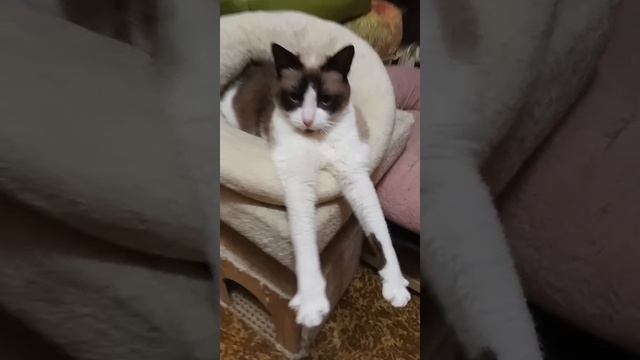 Красотка Хелена ищет дом