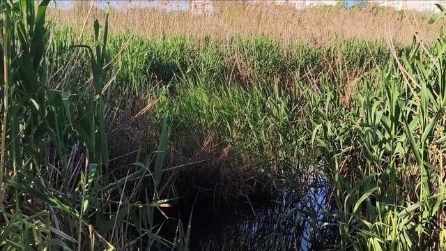 Керчь. Озеро районе В. Солнечного 19.05.25