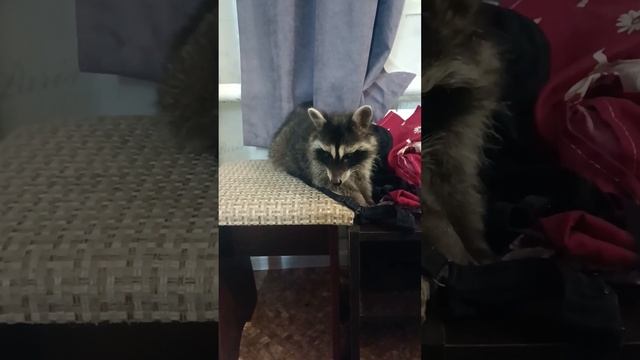 Енот фетишист #ямыилюша #енотики #помощьбездомнымживотным #raccoon #reels
