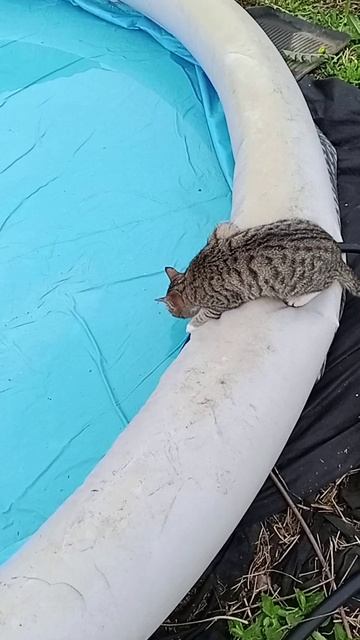 Котик Тигра🐈⬛