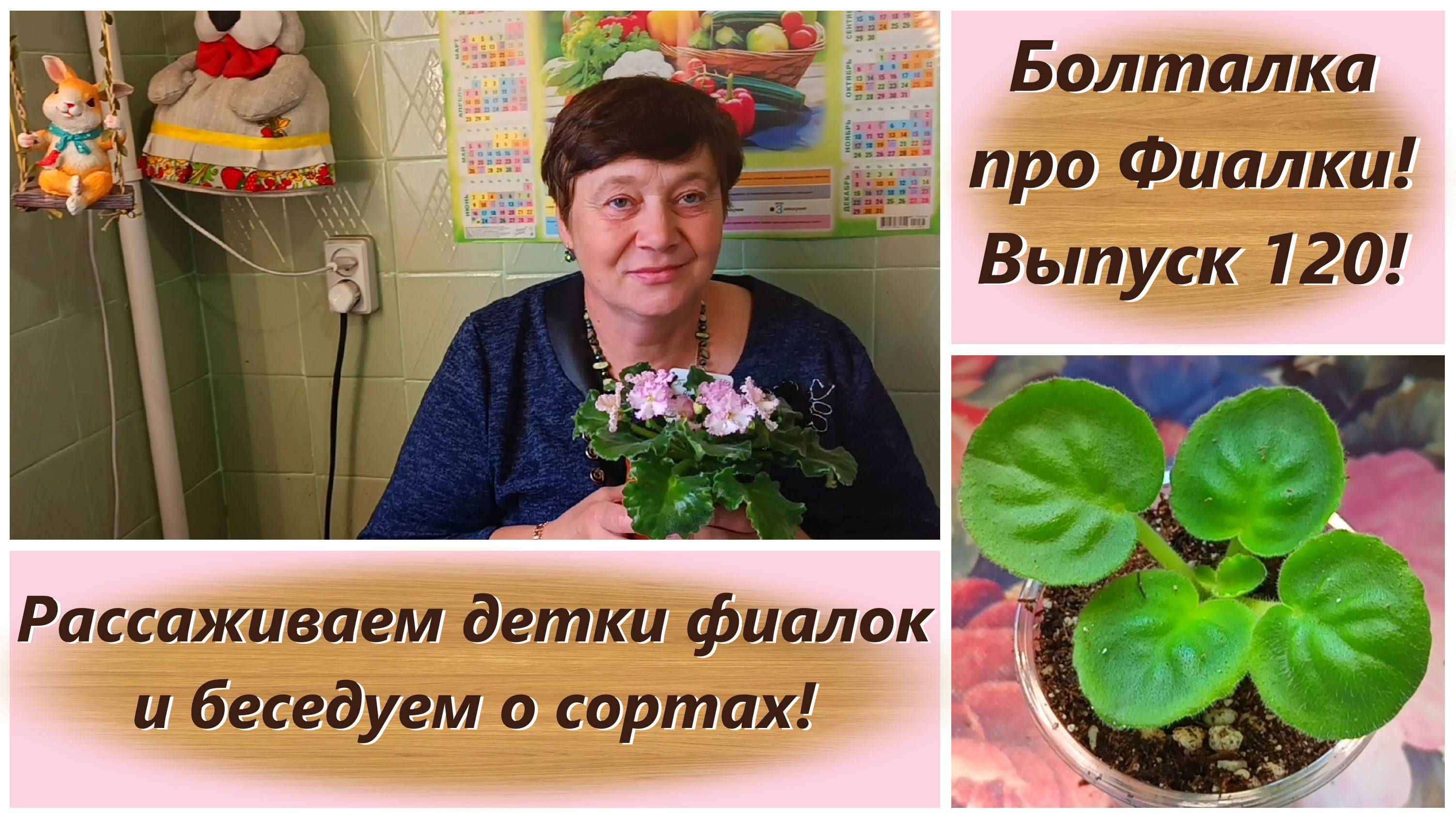 Болталка про Фиалки! Выпуск 120! Рассаживаем детки фиалок и беседуем о сортах!