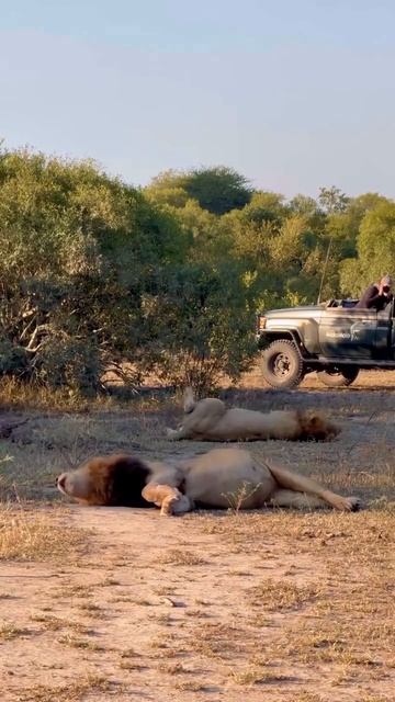 Сильно обожравшихся львов видели?