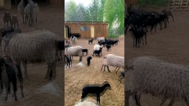 Ягнята и овцы в новом имидже 🆕 - видео о том, как я пометил всех своих питомцев 🐏