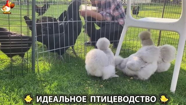 Идеальное птицеводство достойно восхищения 🐓🦆🦢🦚🦃🐔 эпизод (220)