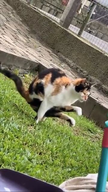 Поза кота