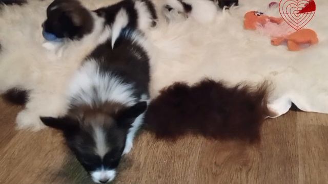 Мари Росс Гуччи & Мари Росс Гламур & Мари Росс Гран-При