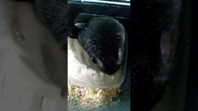 шиншилла 💖