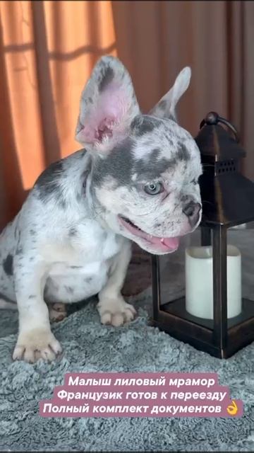 Видео WhatsApp 2025-03-15 в 17.16.16_84ad2c07