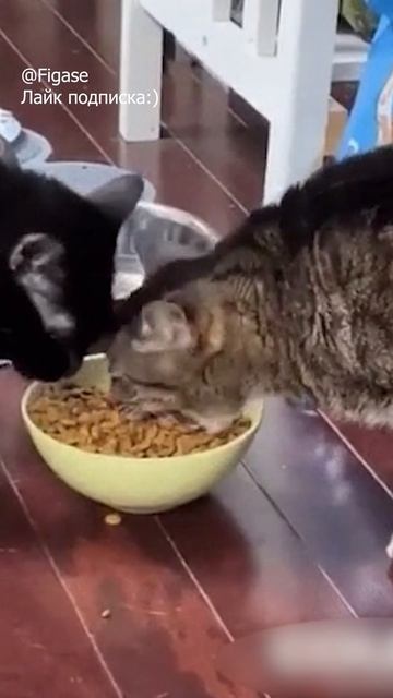 Когда вырос понял что делать #кот #котята #кошки