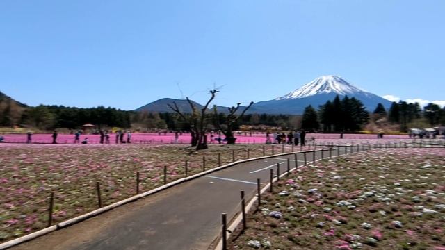 Fuji Mount, Flower Festival