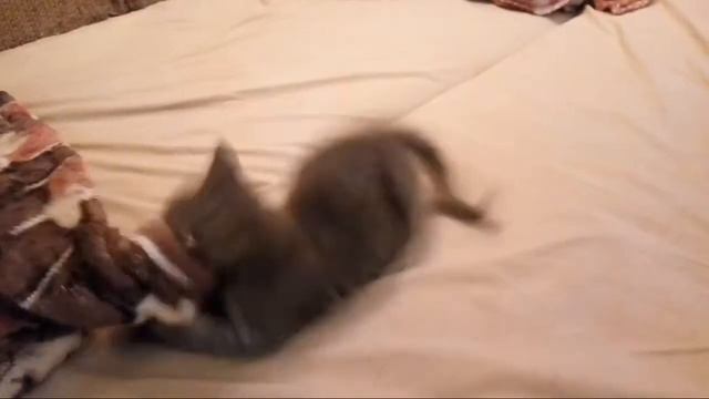 Флоки страшный зверь.