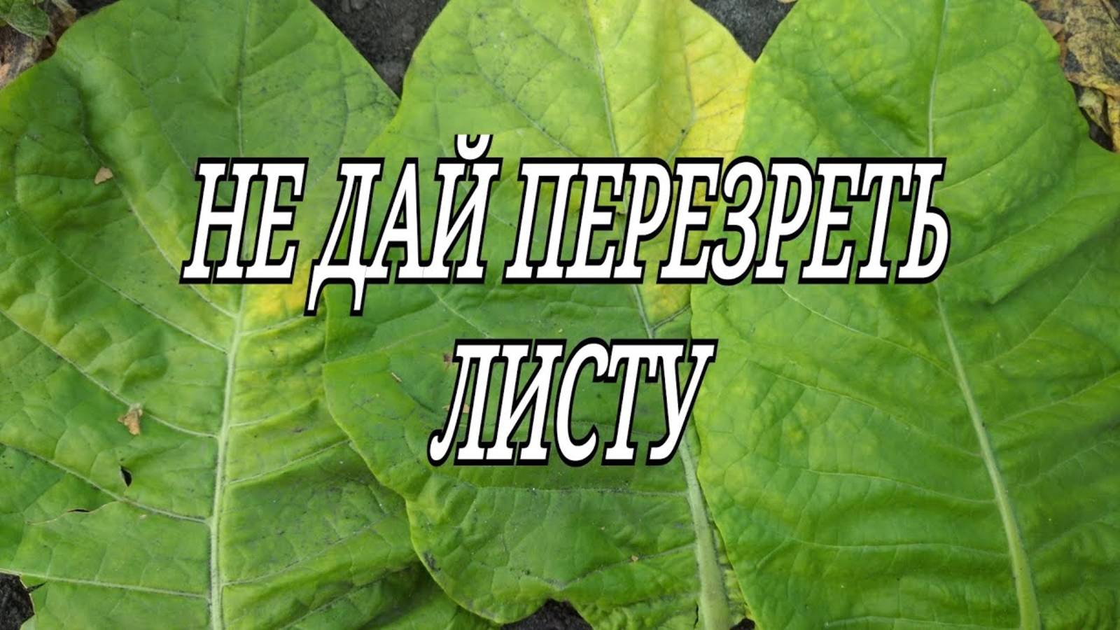НЕ ДАЙ ПЕРЕЗРЕТЬ ЛИСТУ.
