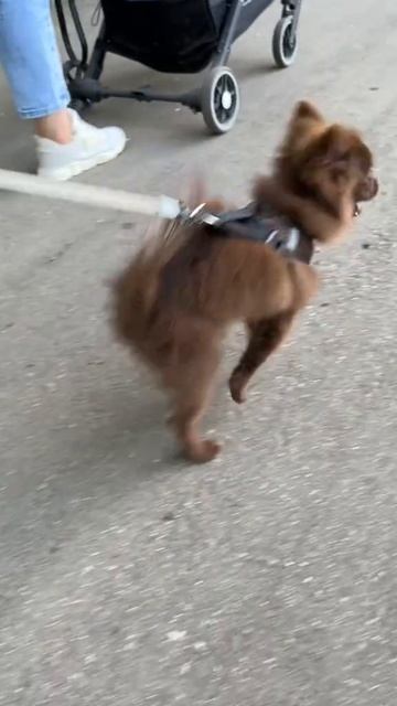 #втренде #pomeranian #потрендам #cute #животныешляйх #puppy #клубпатриот #chihuahua