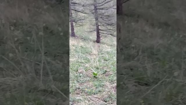 Не осторожный зверь.