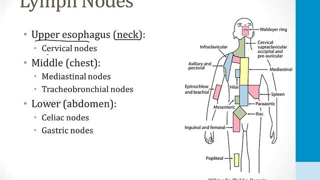 Gastroenterology - 3. Clinical Gastroenterology - 1.Esophageal Disorders atf