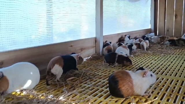 Mat Pet Farm #Sapa куда сходить #Сапа что посмотреть #Вьетнам #t