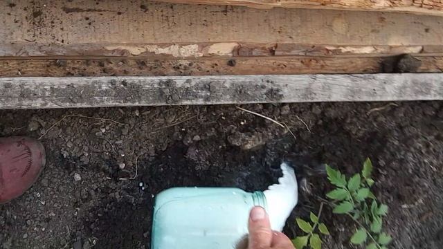 Чем полить хилую рассаду огурцов,помидор....
