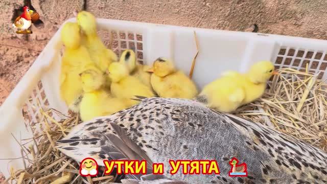 Утки с Утятами гармония во дворе 🦆🤗❣️(1)