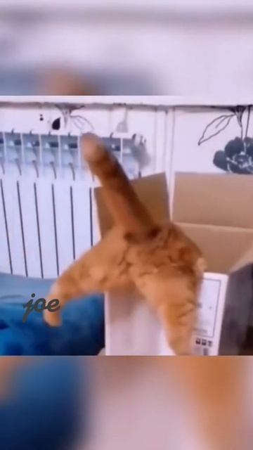 1000073381.mp4