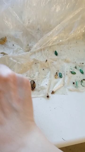 Кабачки и огурцы вылупились🤣