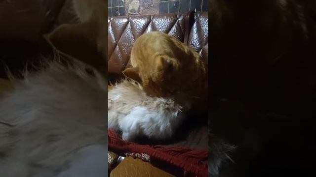 РЫЖИЙ кот  МОЕТ котёнка СНЕЖКА