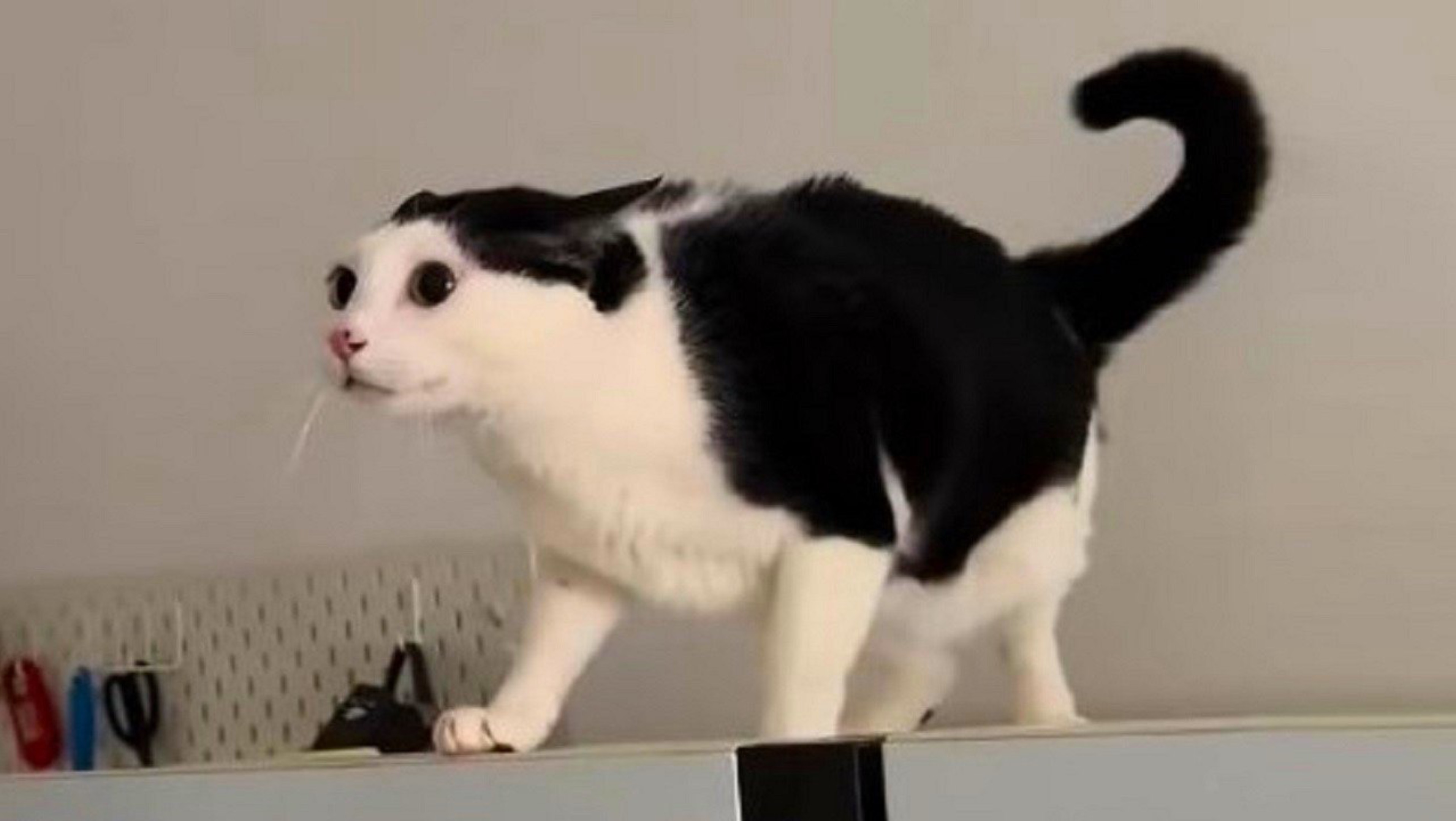 Смешные коты | Приколы с котами | Приколы с животными