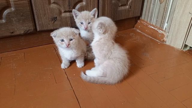 Шотландцы