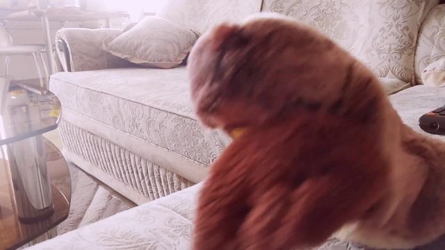 сова титан😨😨