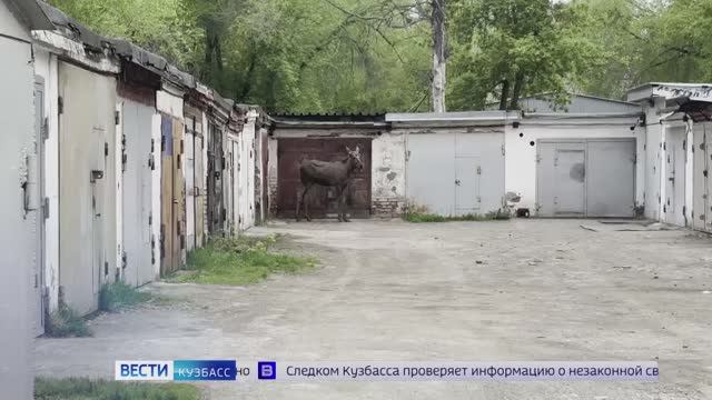Землетрясение, лось в городе и миллионы мошенникам: дайджест новостей в Кузбассе