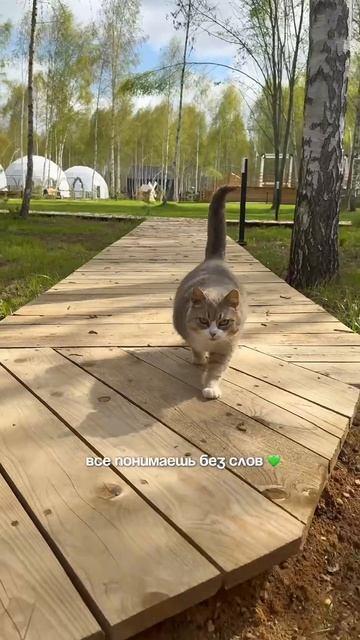 На краю света глэмпинг в Подмосковье