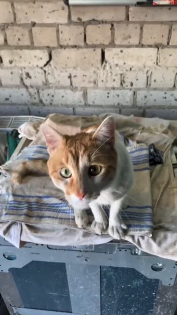 Мотя кот живущий на СТО