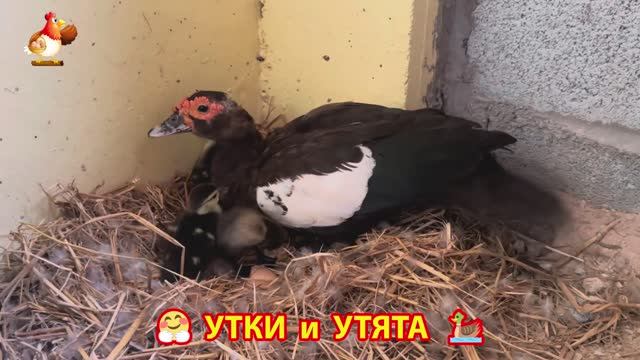 Утки с Утятами гармония во дворе 🦆🤗❣️(3)