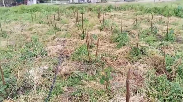 Крымская жизнь!Адамово дерево,алюминиевое дерево-павловния.