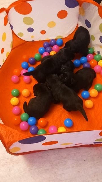 Щенки Лабрадора.mp4